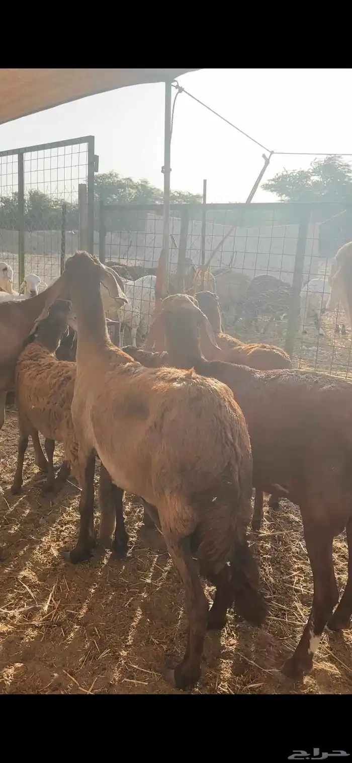 ضامين سواكن درمنيات صنف بفحلها مراح واحد 2