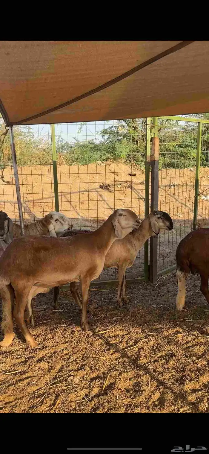 ضامين سواكن درمنيات صنف بفحلها مراح واحد 0