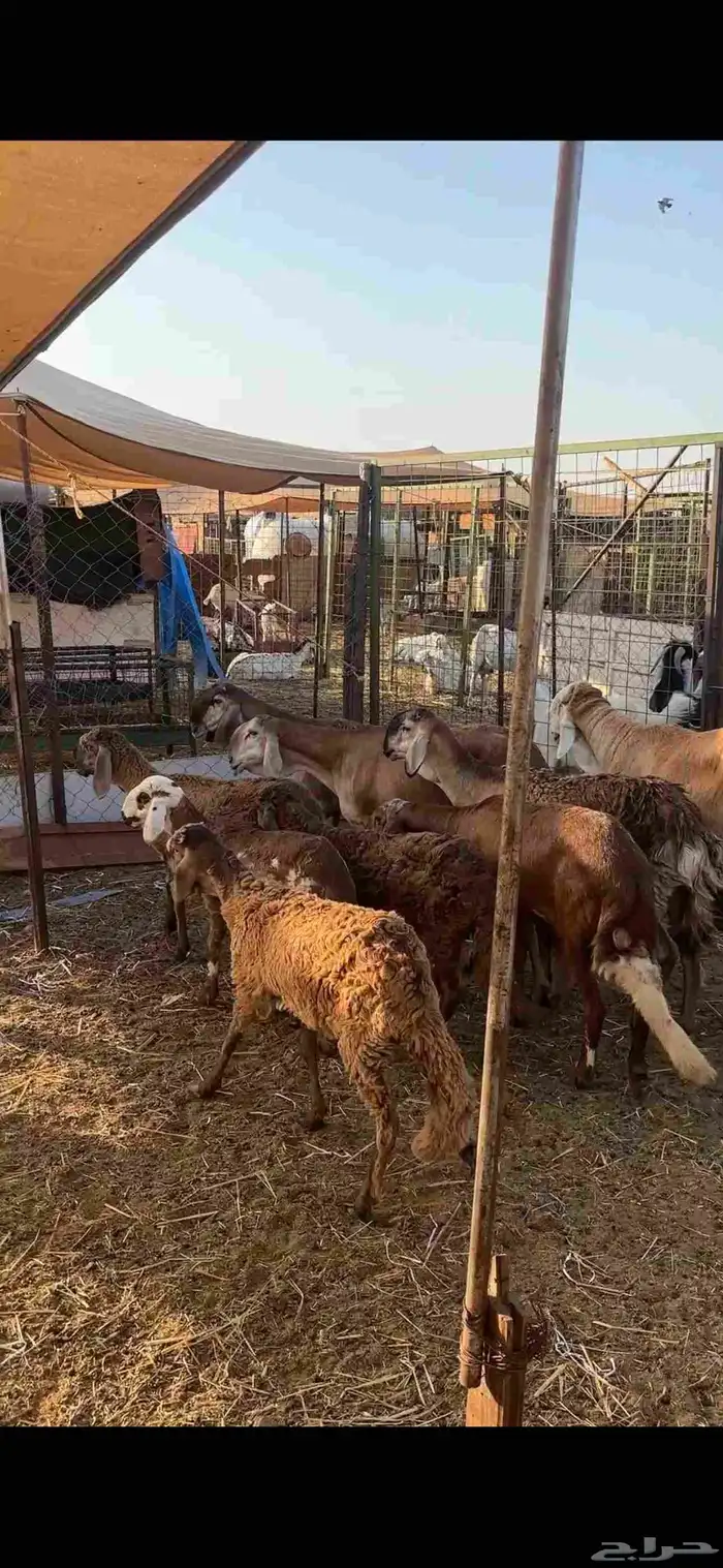 ضامين سواكن درمنيات صنف بفحلها مراح واحد 8