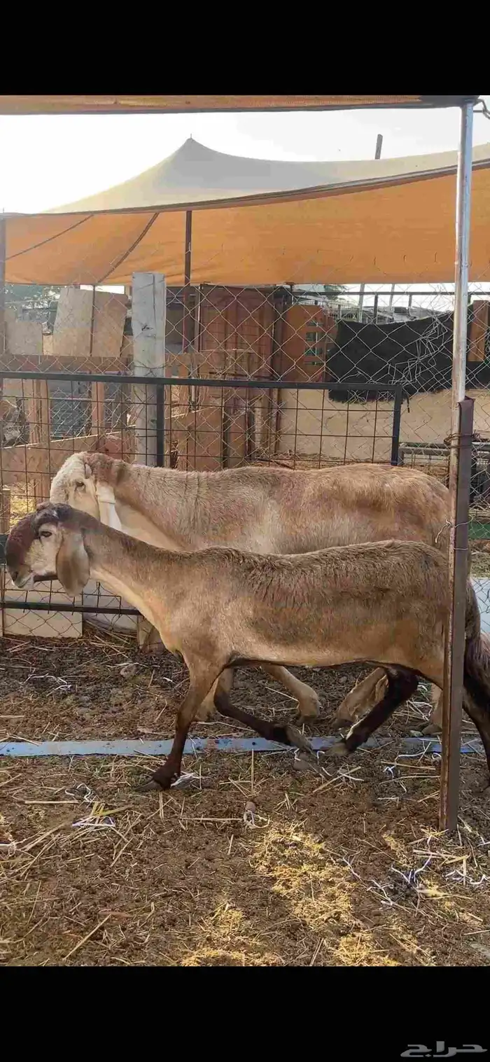 ضامين سواكن درمنيات صنف بفحلها مراح واحد 5