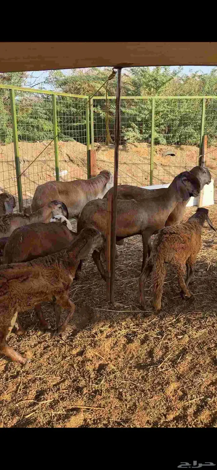 ضامين سواكن درمنيات صنف بفحلها مراح واحد 4