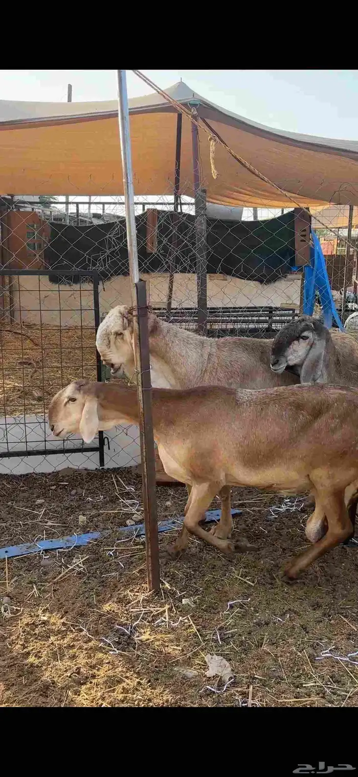 ضامين سواكن درمنيات صنف بفحلها مراح واحد 1