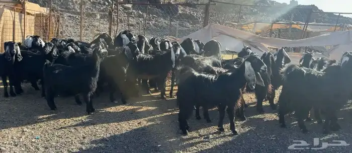 معزاء مراح وصغار سن 7