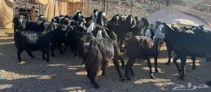 معزاء مراح وصغار سن 8