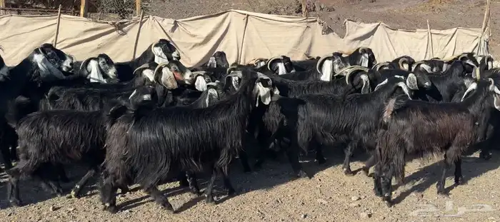 معزاء مراح وصغار سن 2