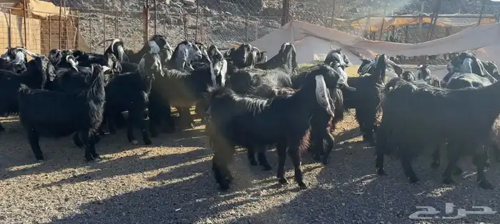 معزاء مراح وصغار سن 6