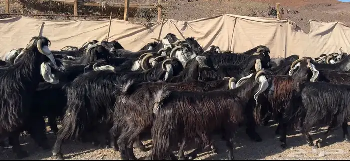 معزاء مراح وصغار سن 4