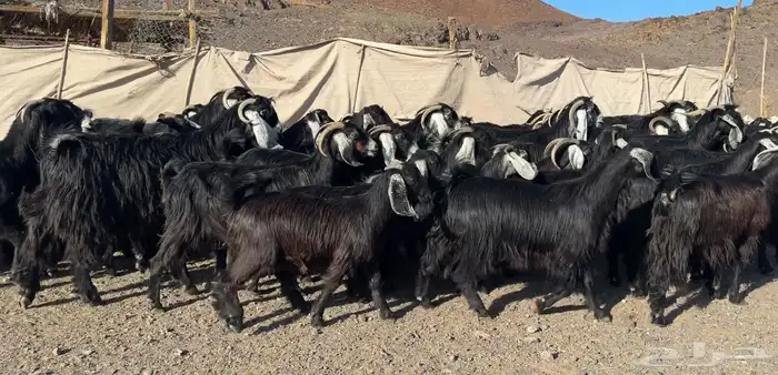 معزاء مراح وصغار سن 1