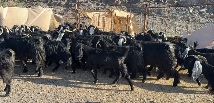 معزاء مراح وصغار سن 3