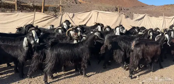 معزاء مراح وصغار سن 5