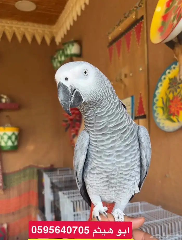 يوجد ببغاوات كاسكو للبيع 1