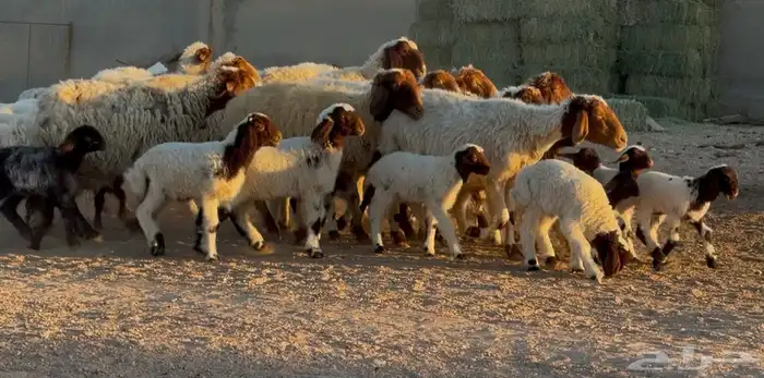 غنم نعيم متاويم طيبه 14 معها 28 3