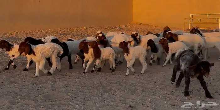 غنم نعيم متاويم طيبه 14 معها 28 7