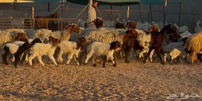 غنم نعيم متاويم طيبه 14 معها 28 0