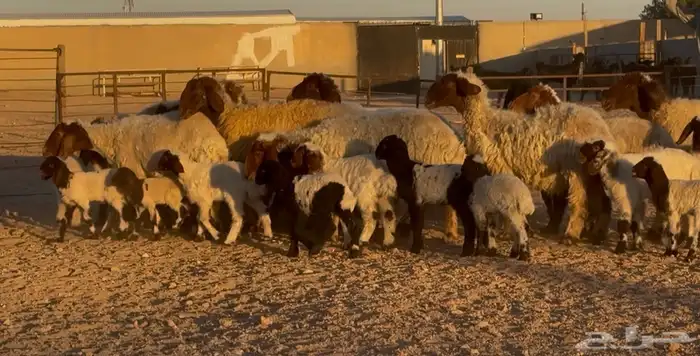 غنم نعيم متاويم طيبه 14 معها 28 5