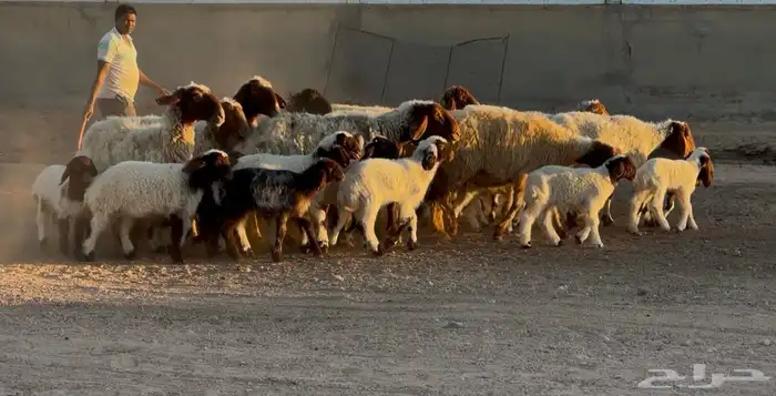 غنم نعيم متاويم طيبه 14 معها 28 4