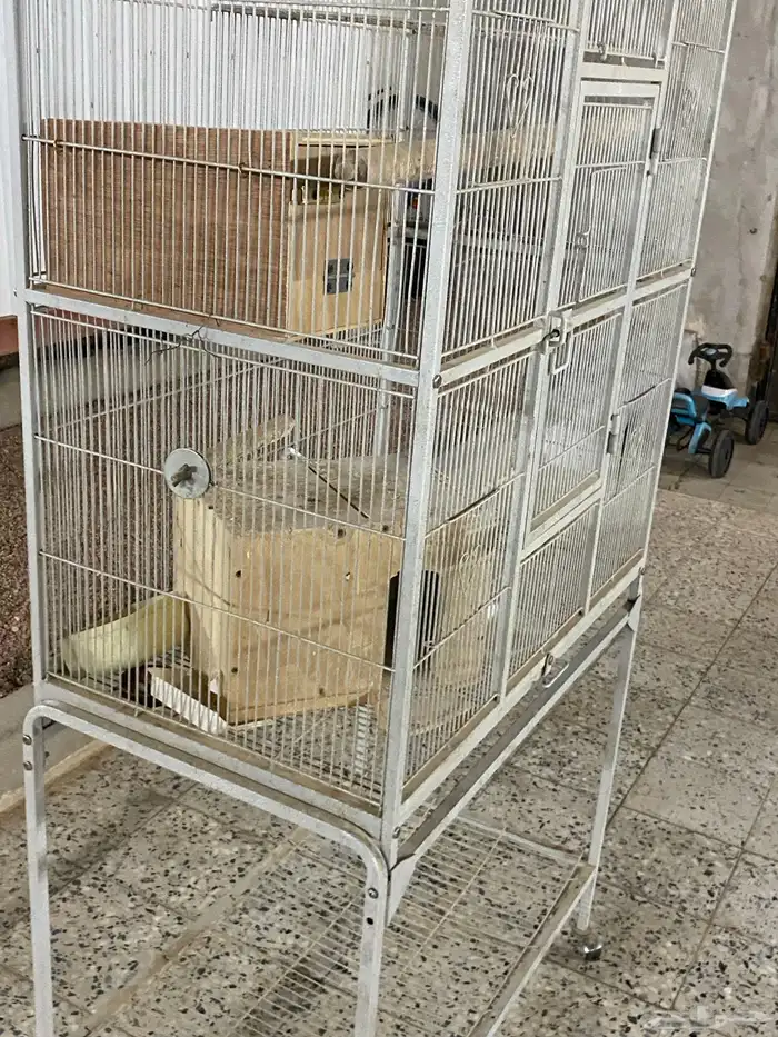 شبك بغبغاء 0