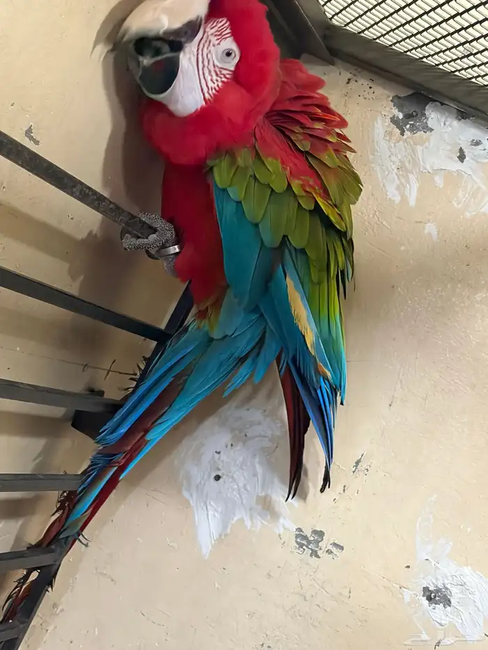 جوز مكاو حجم جامبو 1