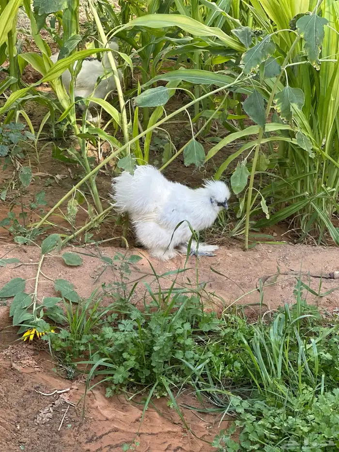 للبيع 3 ديوك قطني 1