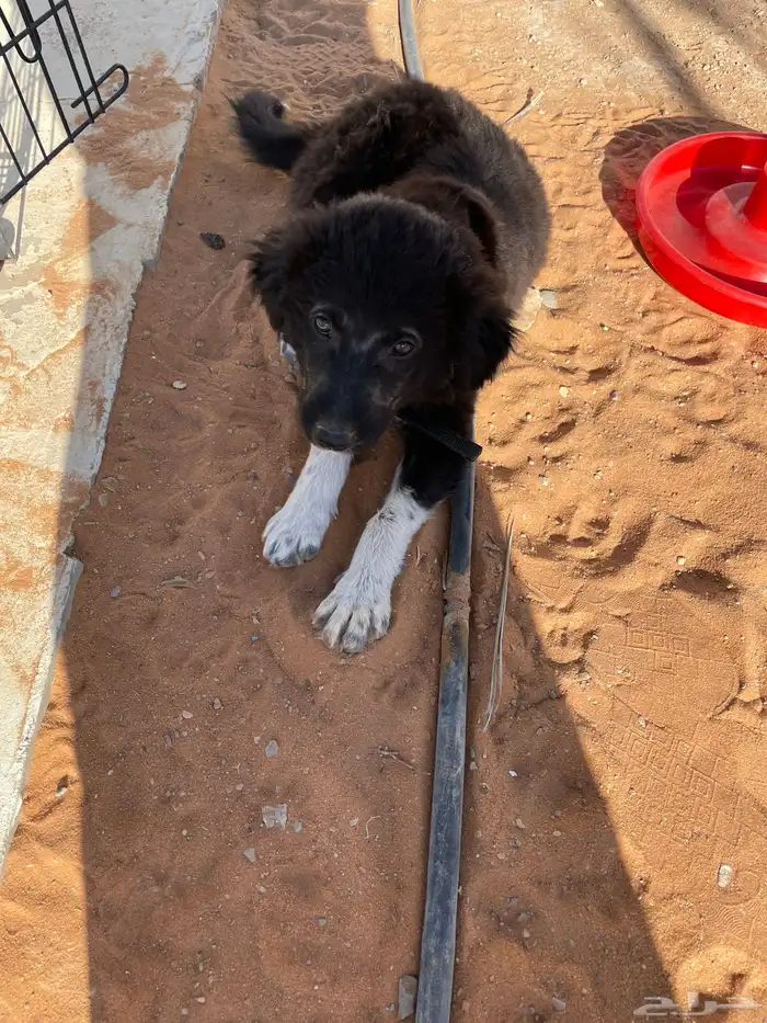 كلب للتبني 1