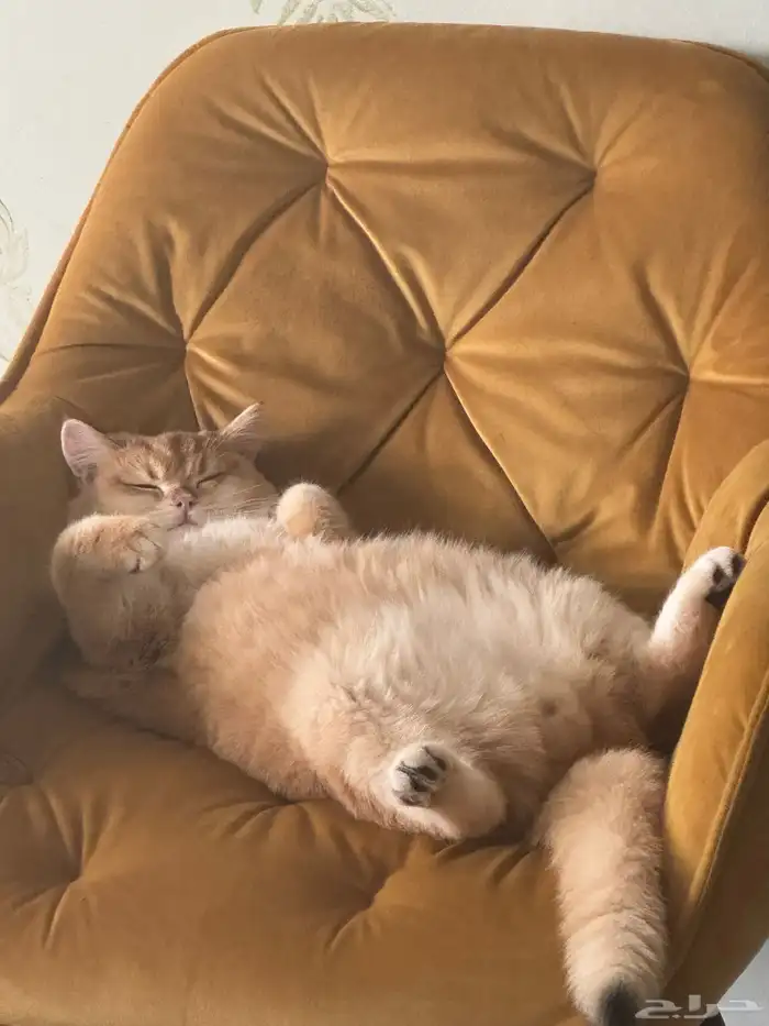 قطة للبيع السعر قابل للتفاوض ذكر سكوتش معقم ومطعم 8