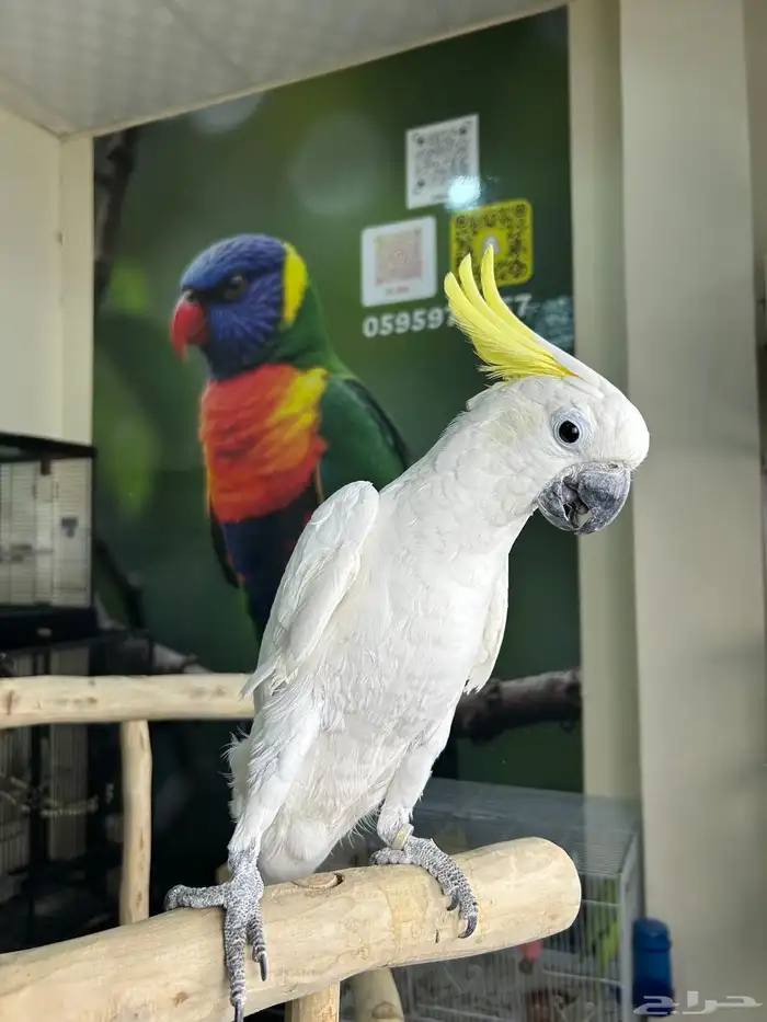 كوكاتو سلفر اليف ومتكلم تم البيع 6