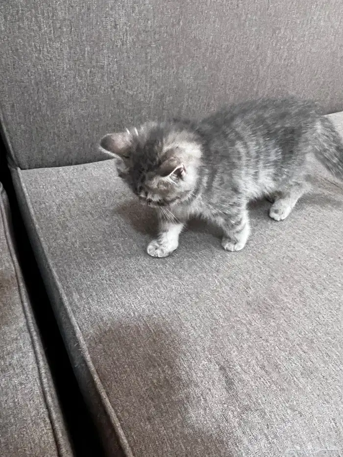 سكوتش انثى ستريت بيور رمادي مطعمه ب500 4