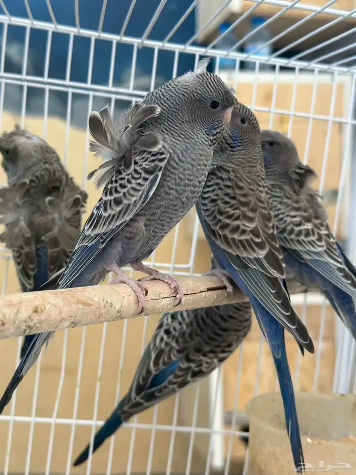 بادجي بلاك 0