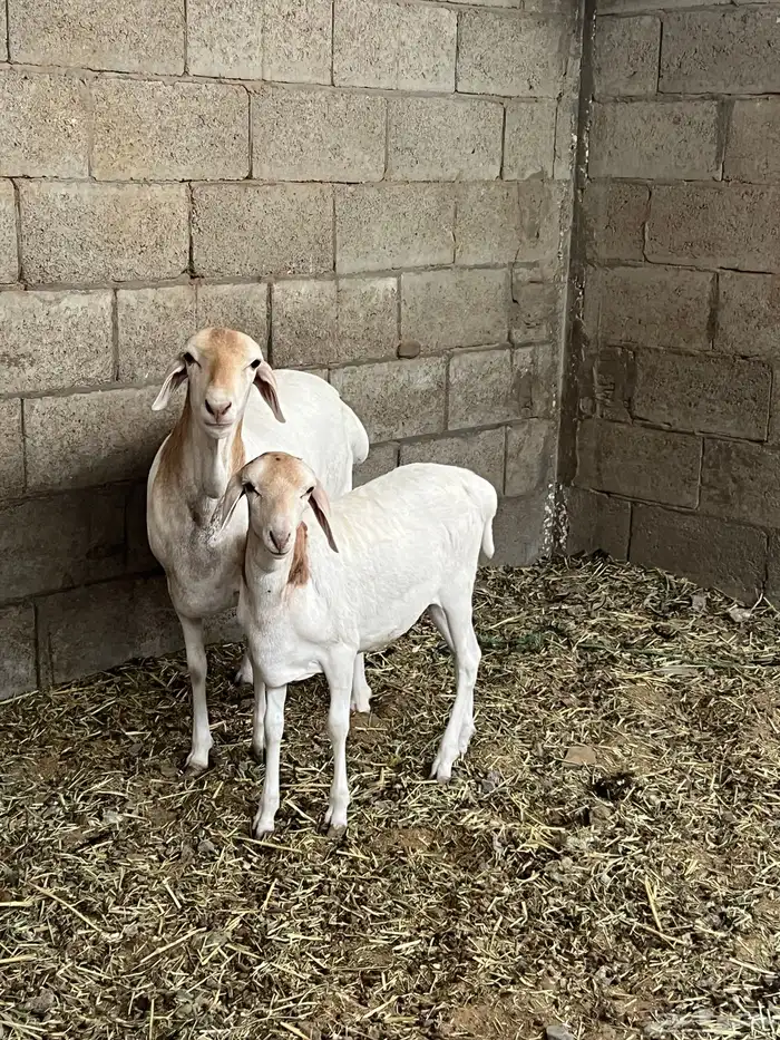 بربرية تحتها رخلة 2