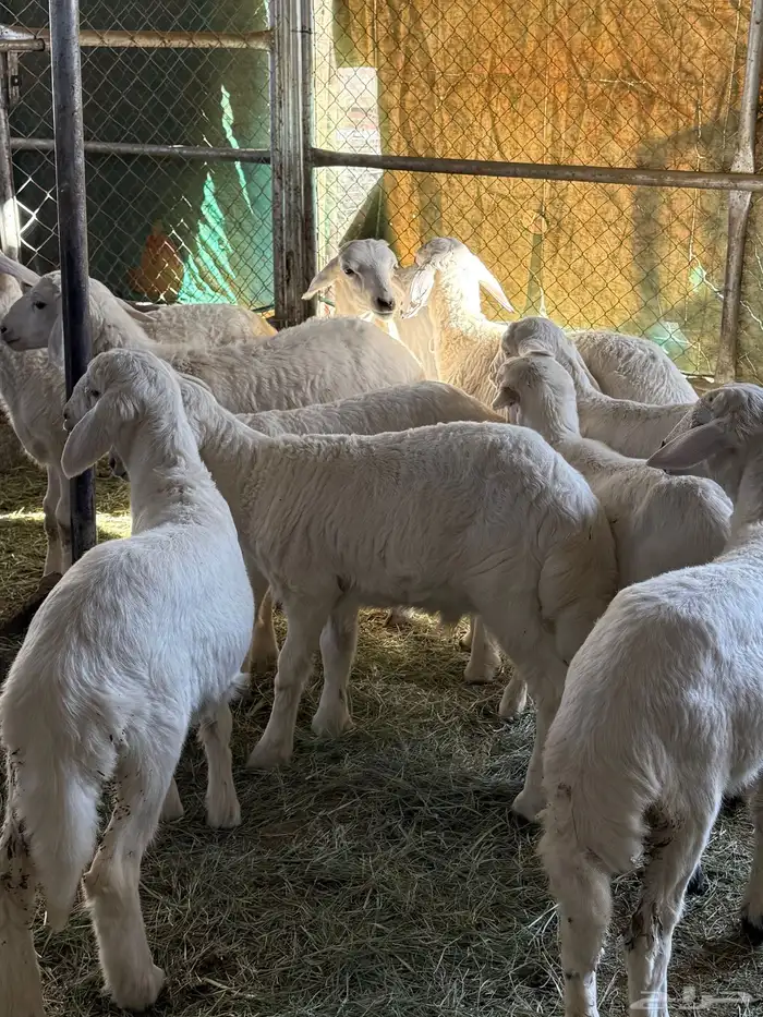 بهم مرابى فل شحم ( تم البيع ) 3