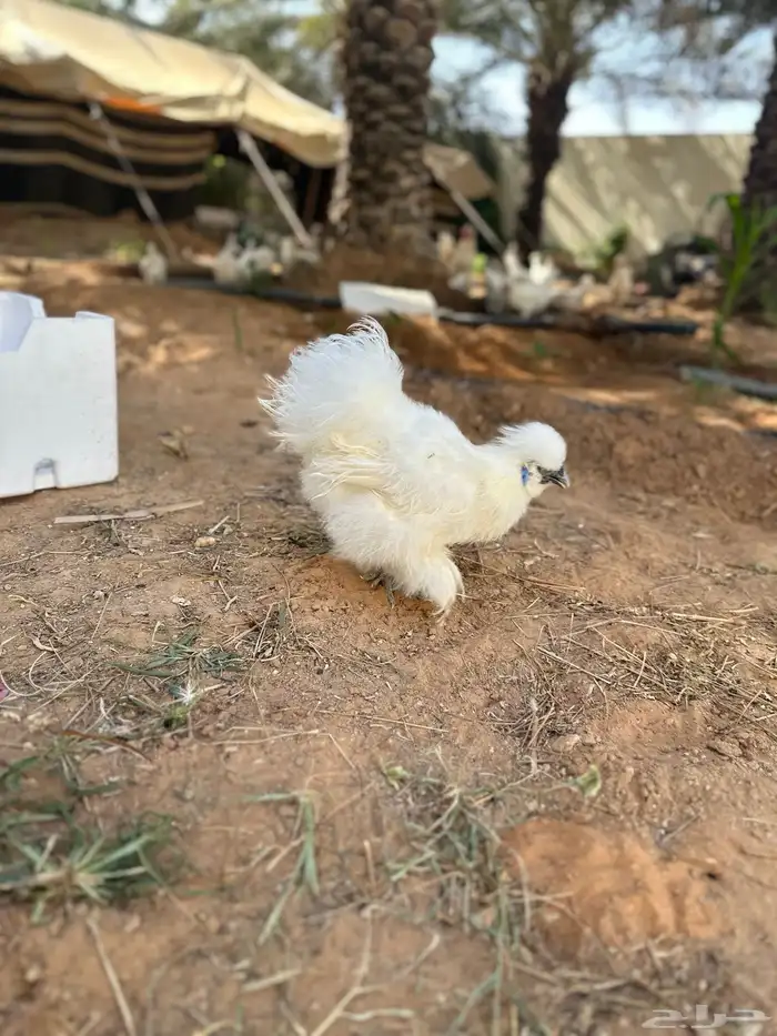 للبيع 3 ديوك قطني 4