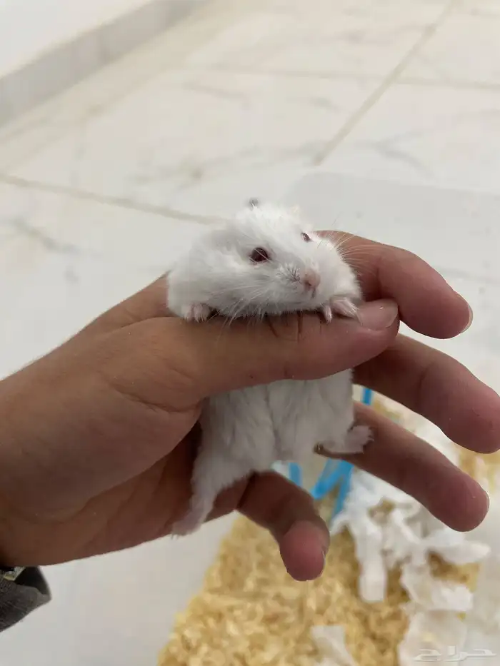 هامستر روسي ذكور اليفه 8