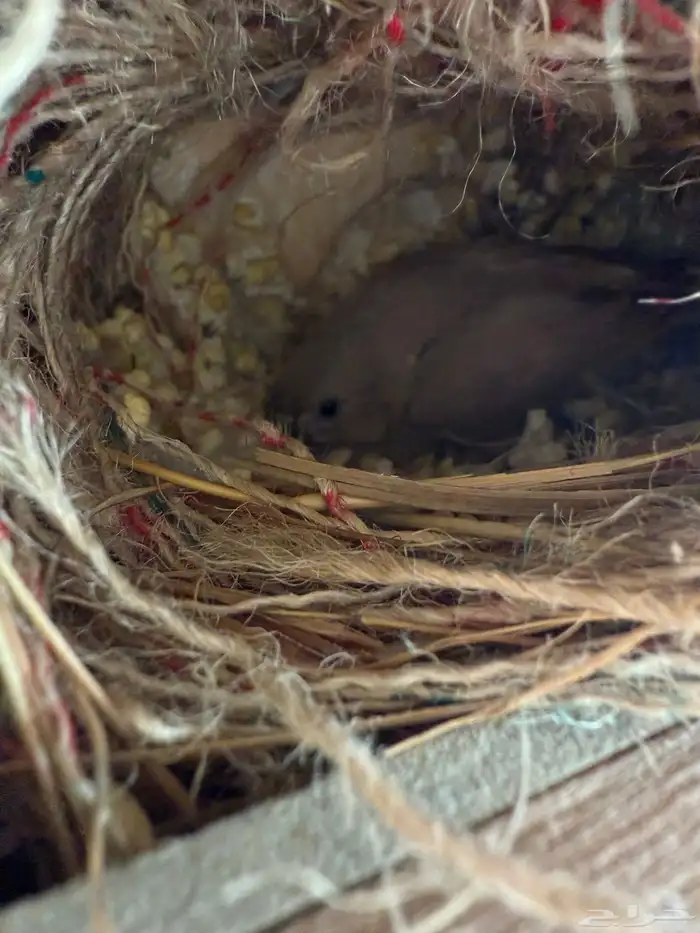 زيبرا هولندي واسترالي 1