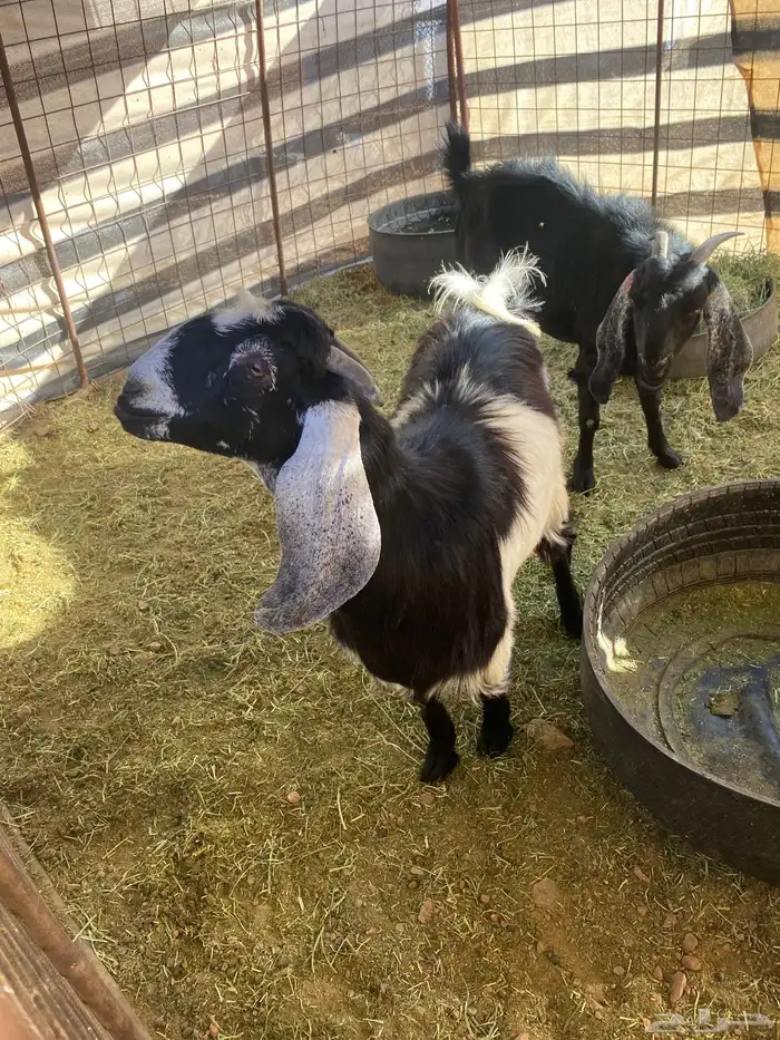 جفرة برقا جذعه(( تم البيع)) 3