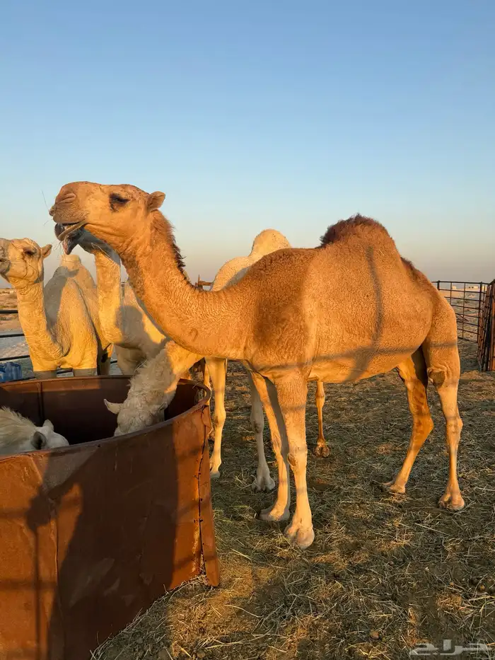 لقحه بكر حمراء 2