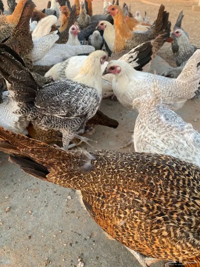 دجاج بلدي للبيع 2