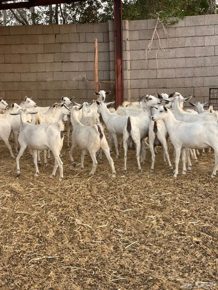 معزى بيشيات شبب بالفحل للبيع التواصل واتساب 0