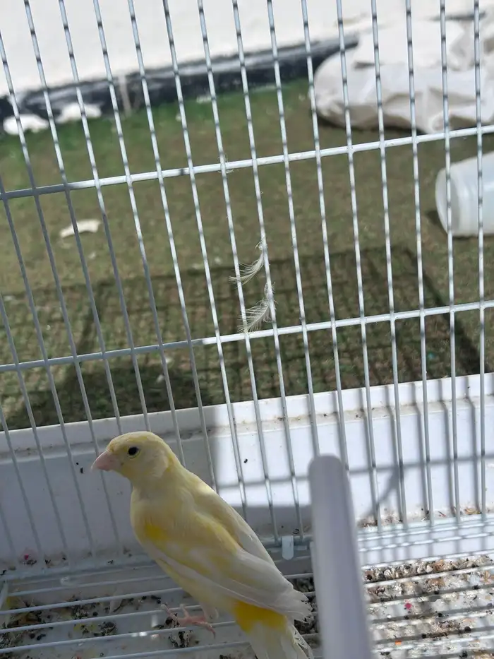 انثى كناري للبيع 2