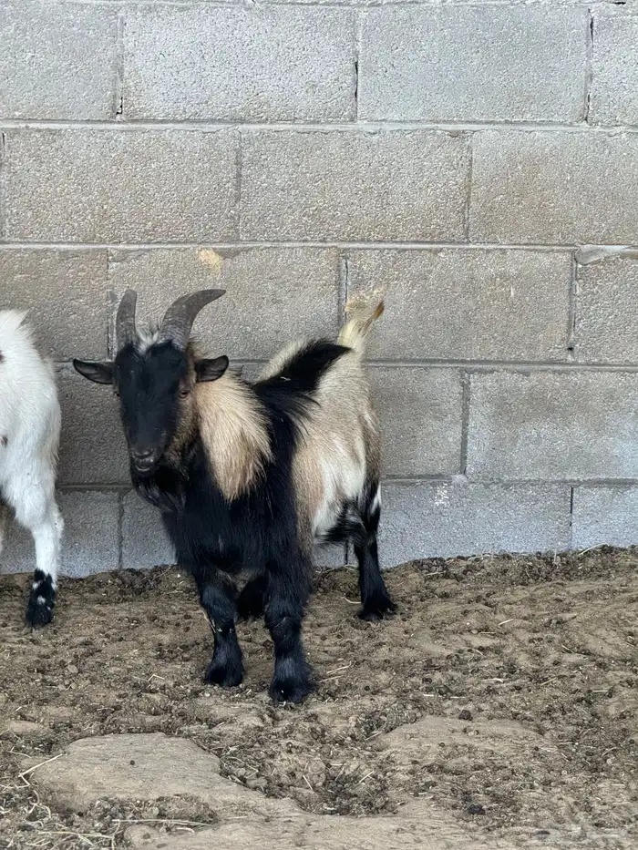 تيوس (فحول) ماعز قزم 2