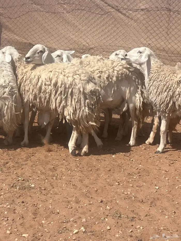 غنم حريات حرش كفو صنف فواخر دفيع ومضاريع للبيع 11