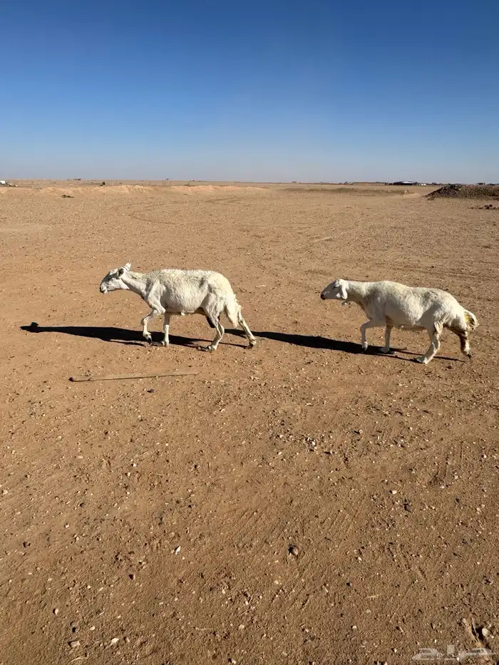 مطافيل حريات 0