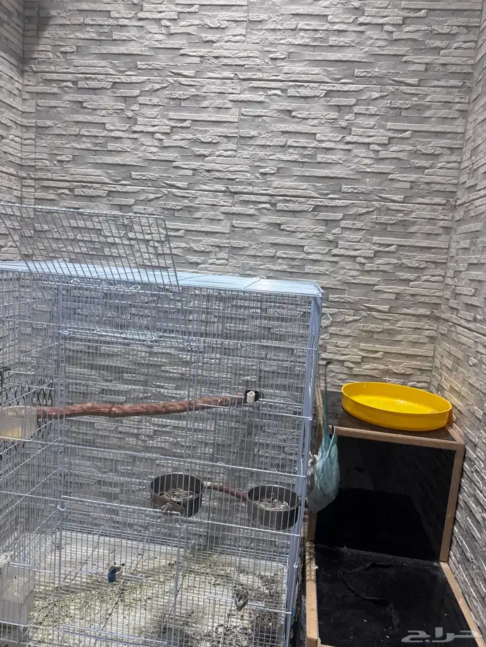 زوج درة هولندي وهندي الأنثى متكلمة 2