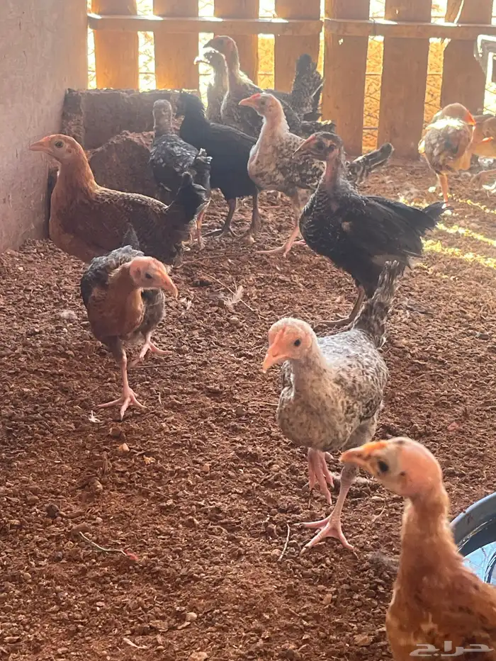 صوص دجاج محصن نظيف 1