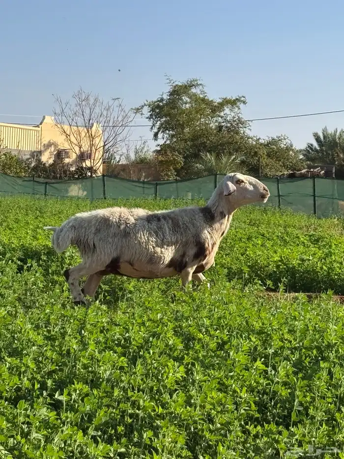 نجد صنف مقاني 5