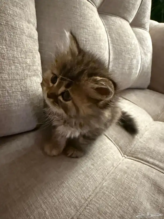 للبيع قطة شيرزايه 2