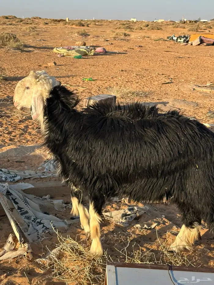 خروفين حري ونجدي 0