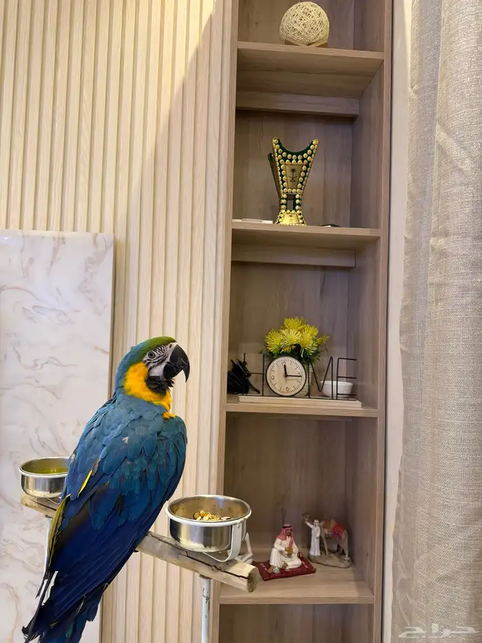 ببغاء مكاو اليف حمامه على اليد 0