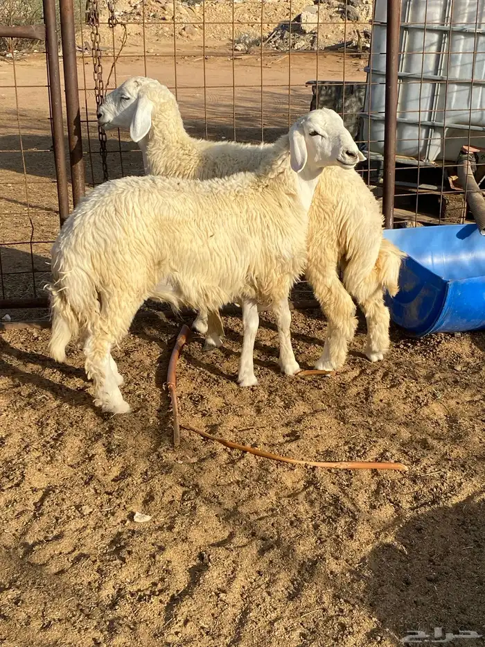 طليان حريه 1