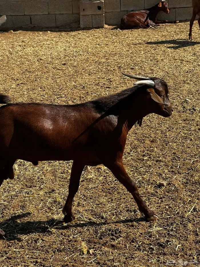 مشروع طيب وله مستقبل بذن الله 2