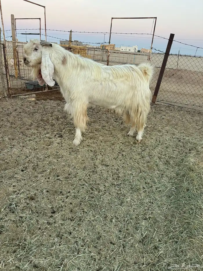 تيس فحل طيب 0